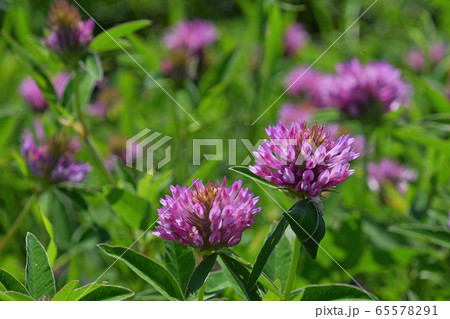 Close up purple clover flowers in green grass Close up purple clover flowers in green grass 65578291