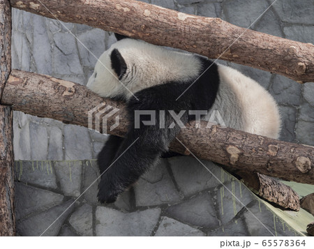 Large white panda sleeps on a tree branch 65578364
