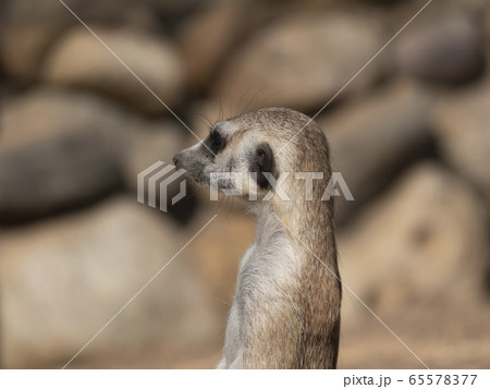 Meerkat or suricate is a small carnivoran Meerkat or suricate is a small carnivoran 65578377