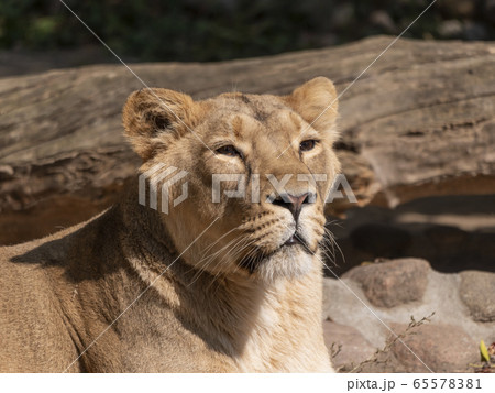 Portrait lioness basking in the warm sun after 65578381