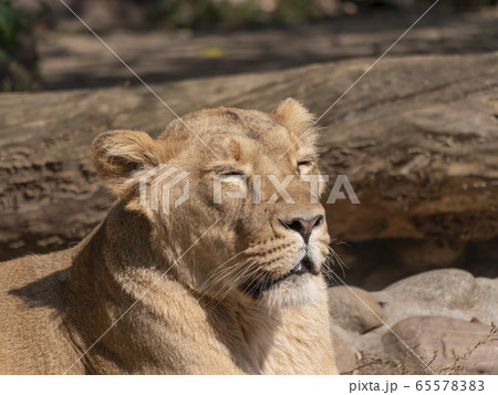 Portrait lioness basking in the warm sun after Portrait lioness basking in the warm sun after 65578383