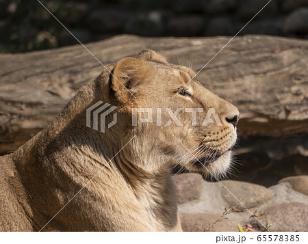 Portrait lioness basking in the warm sun after Portrait lioness basking in the warm sun after 65578385