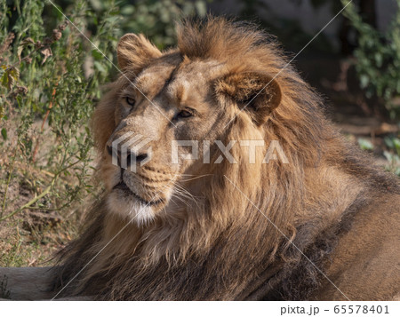 Portrait lion basking in the warm sun after dinner Portrait lion basking in the warm sun after dinner 65578401
