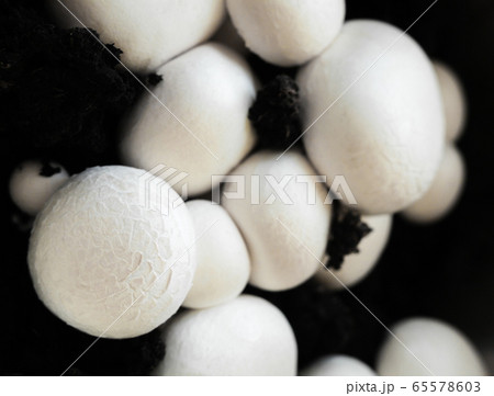 Button mushrooms in the ground 65578603