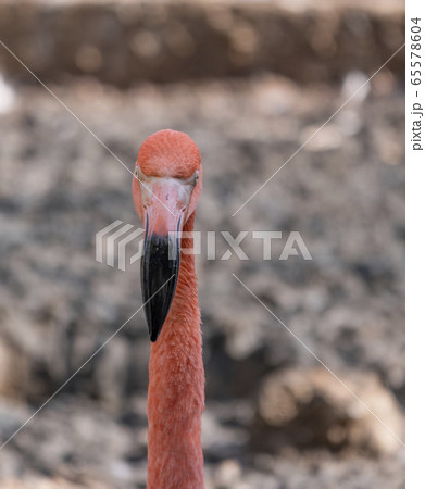 Portrait of a pink flamingo in a profile. Portrait of a pink flamingo in a profile. 65578604