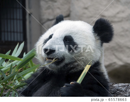 Cheerful black and white panda eats bamboo 65578663
