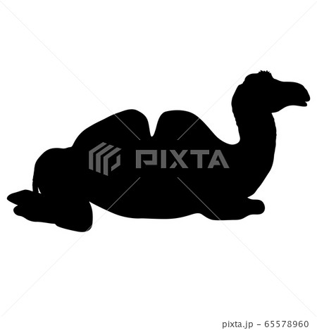 Silhouette of the camel on a white background Silhouette of the camel on a white background 65578960