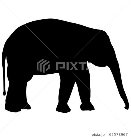 Silhouette large African elephant on a white 65578967