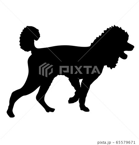 Poodle dog black silhouette on white background 65579671