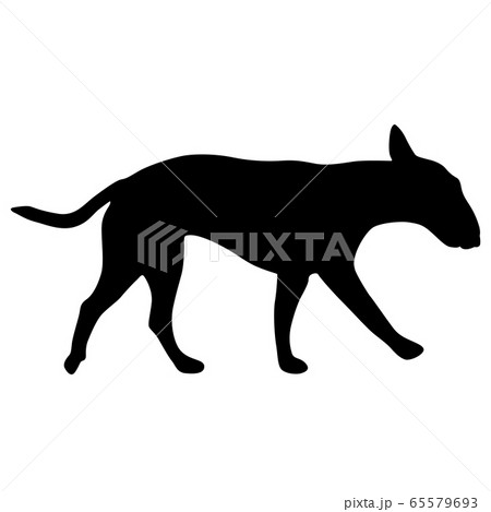 Bull terrier dog black silhouette on white Bull terrier dog black silhouette on white 65579693