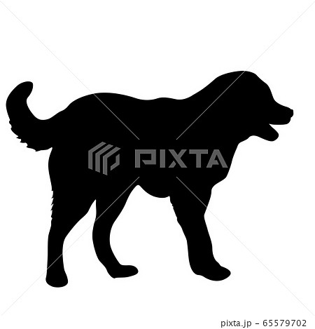 Shepherd dog black silhouette on white background. Shepherd dog black silhouette on white background. 65579702