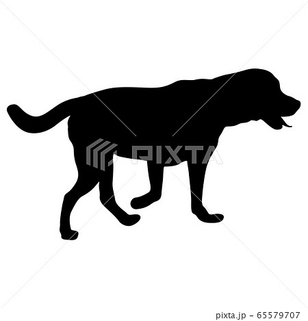 Labrador dog black silhouette on white background Labrador dog black silhouette on white background 65579707