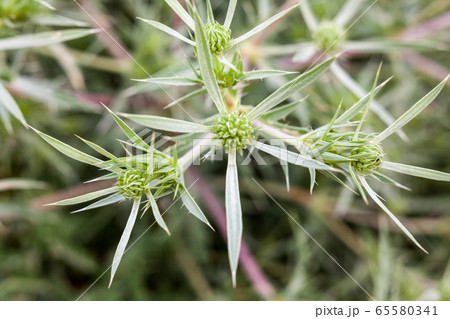 Field eryngo (Eryngium campestre) Field eryngo (Eryngium campestre) 65580341