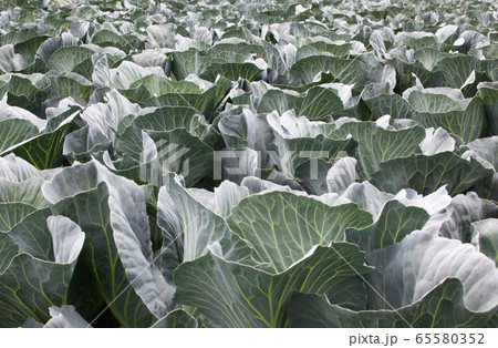 Cabbage field. Cabbage field. 65580352