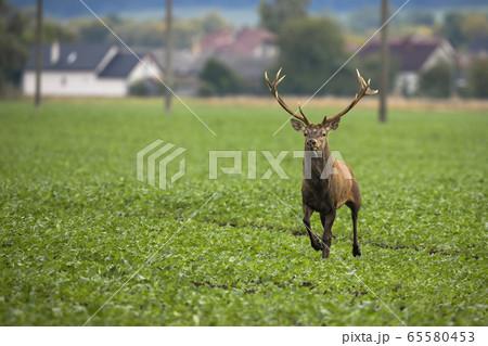 Scared red deer escaping from village on green field with electricity poles Scared red deer escaping from village on green field with electricity poles 65580453