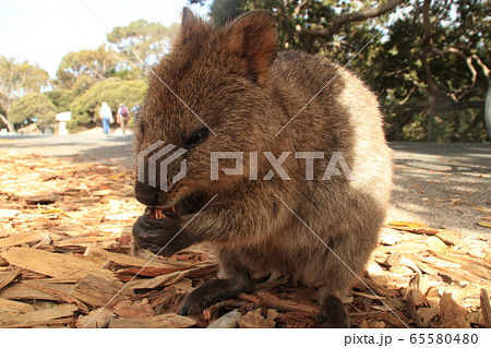 世界一幸せな動物 クオッカの写真素材