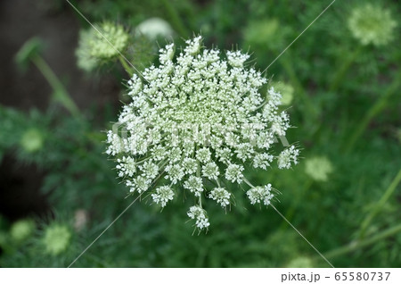 ニンジンの花の写真素材