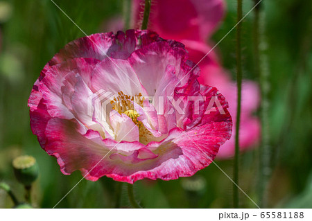 ひなげし 一面のひなげし畑 【愛知県】 ひなげし 一面のひなげし畑 【愛知県】 65581188