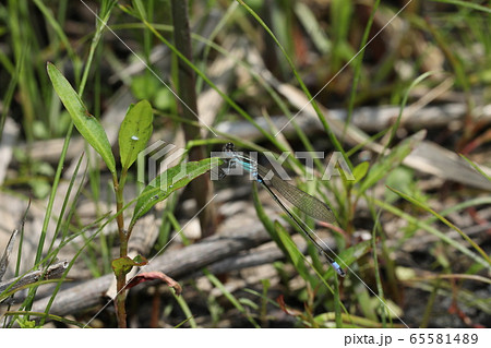 アオモンイトトンボ 65581489