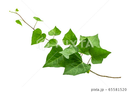 アイビー　切り抜き　白背景 65581520
