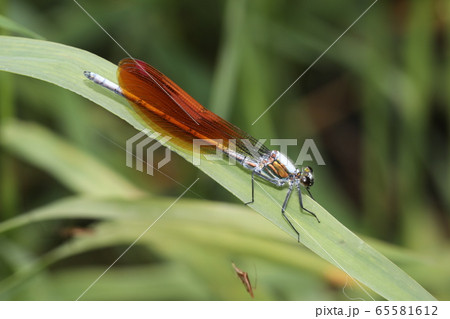 アサヒナカワトンボ アサヒナカワトンボ 65581612