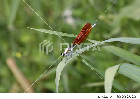 アサヒナカワトンボ 65581615