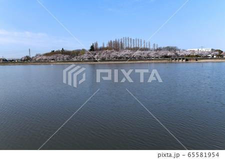 伊佐沼  さくらの季節　景色　埼玉県川越市 65581954