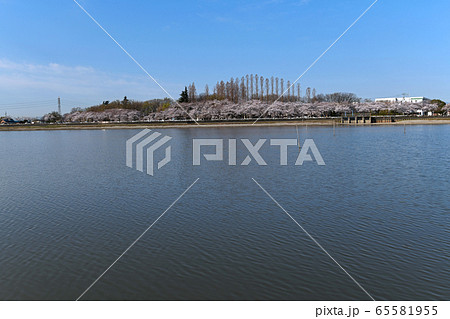 伊佐沼  さくらの季節　景色　埼玉県川越市 65581955