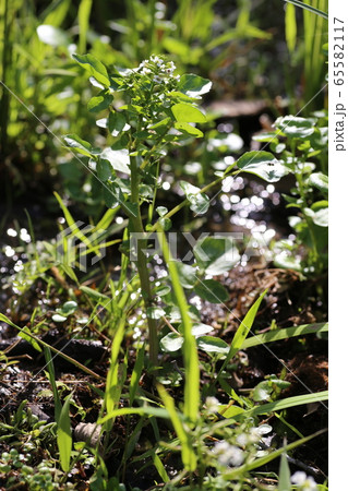 クレソン 65582117