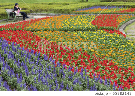 カラフルなお花畑とベンチ　 65582145