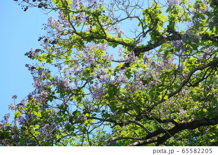 桐の花 桐の花 65582205