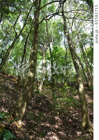 シラカシ林 65582715