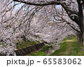 桜 65583062