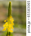 花 65583065