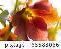 花 65583066