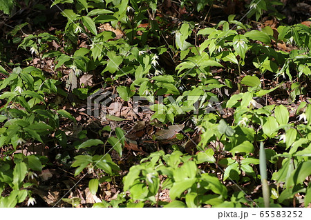 チゴユリ 65583252