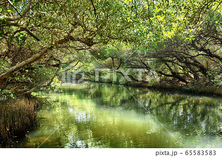 Sicao Mangrove Green Tunnel Sicao Mangrove Green Tunnel 65583583