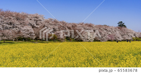 幸手市の権現堂堤の満開の桜と菜の花 65583678