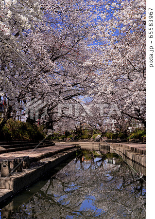 元荒川の桜並木の写真素材