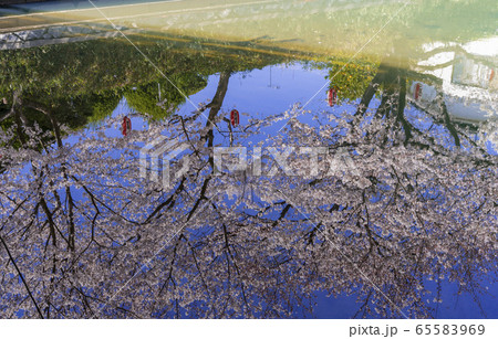 元荒川の桜並木 65583969