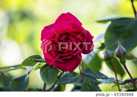 バラの花 バラ 赤 65583988