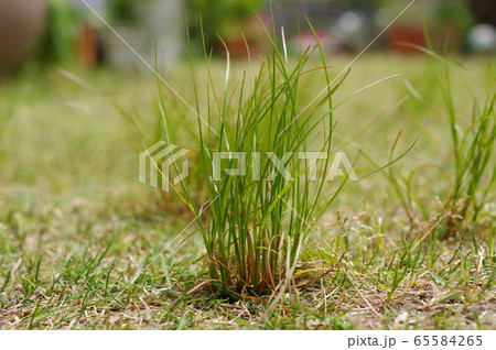庭の雑草 65584265