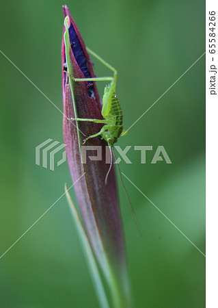 ヤブキリの幼虫 ヤブキリの幼虫 65584266
