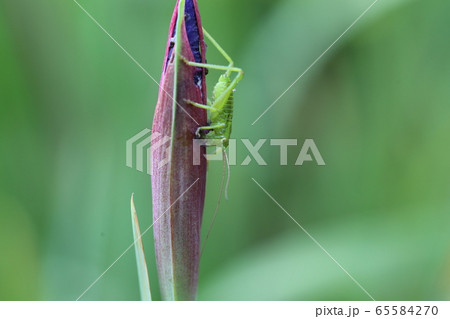 ヤブキリの幼虫 65584270
