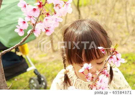 子供 桜香る 子供 桜香る 65584371