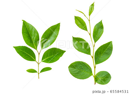 爽やかな新緑 切り抜き素材 白背景 爽やかな新緑 切り抜き素材 白背景 65584531