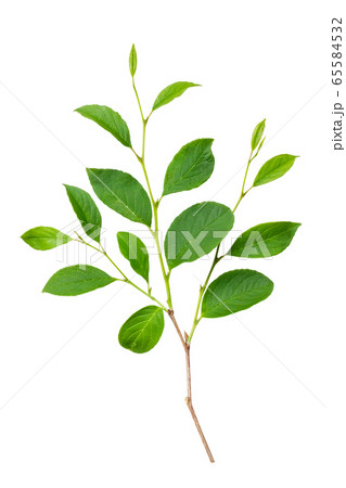 爽やかな新緑 切り抜き素材 白背景 爽やかな新緑 切り抜き素材 白背景 65584532