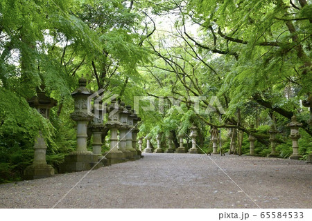 美しい新緑の神社の境内 65584533