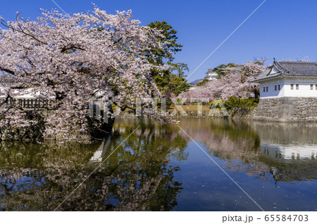 桜満開の小田原城址公園 65584703