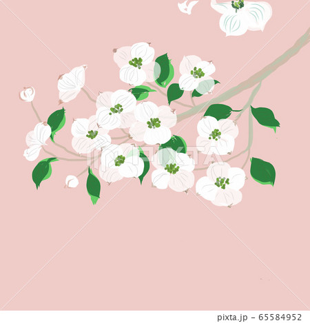 ハナミズキ 65584952